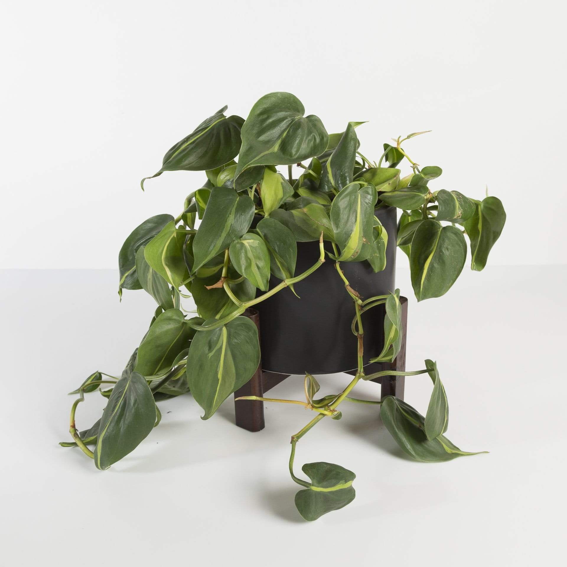 pothos brasil Pothos 'Brasil' 6" Extra Full – Urban Sprouts