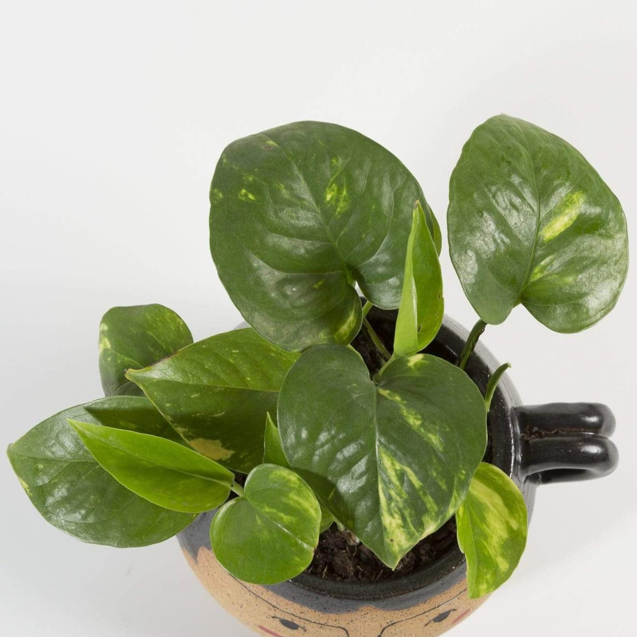 Pothos 'Golden' 4" - Urban Sprouts