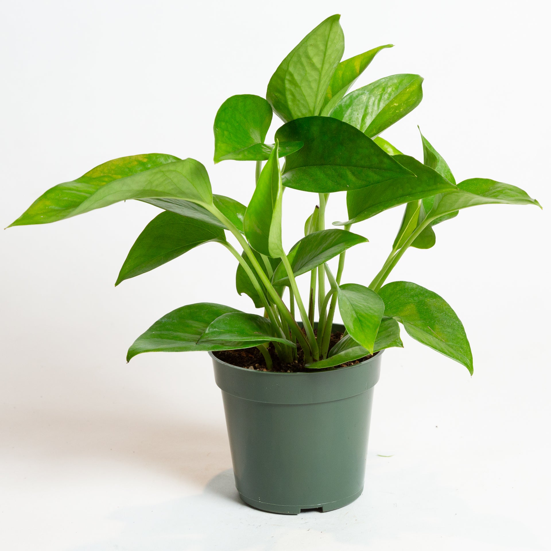 Pothos 'Green Queen' 4" - Urban Sprouts