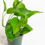Pothos 'Green Queen' 4" - Urban Sprouts