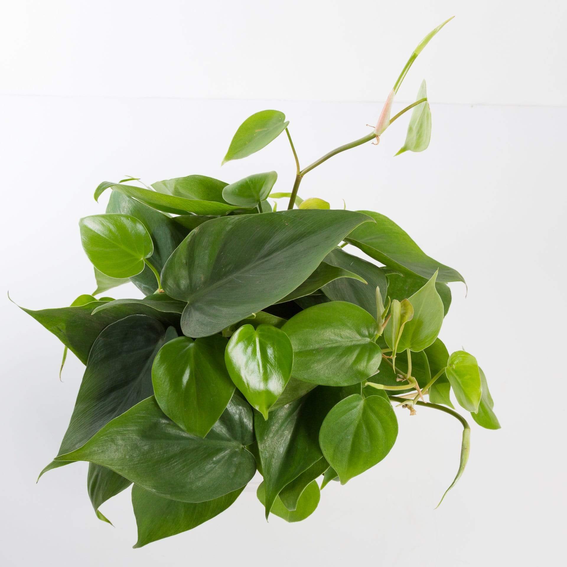 heart shaped pothos plant Pothos 'Heart Leaf' 6"
