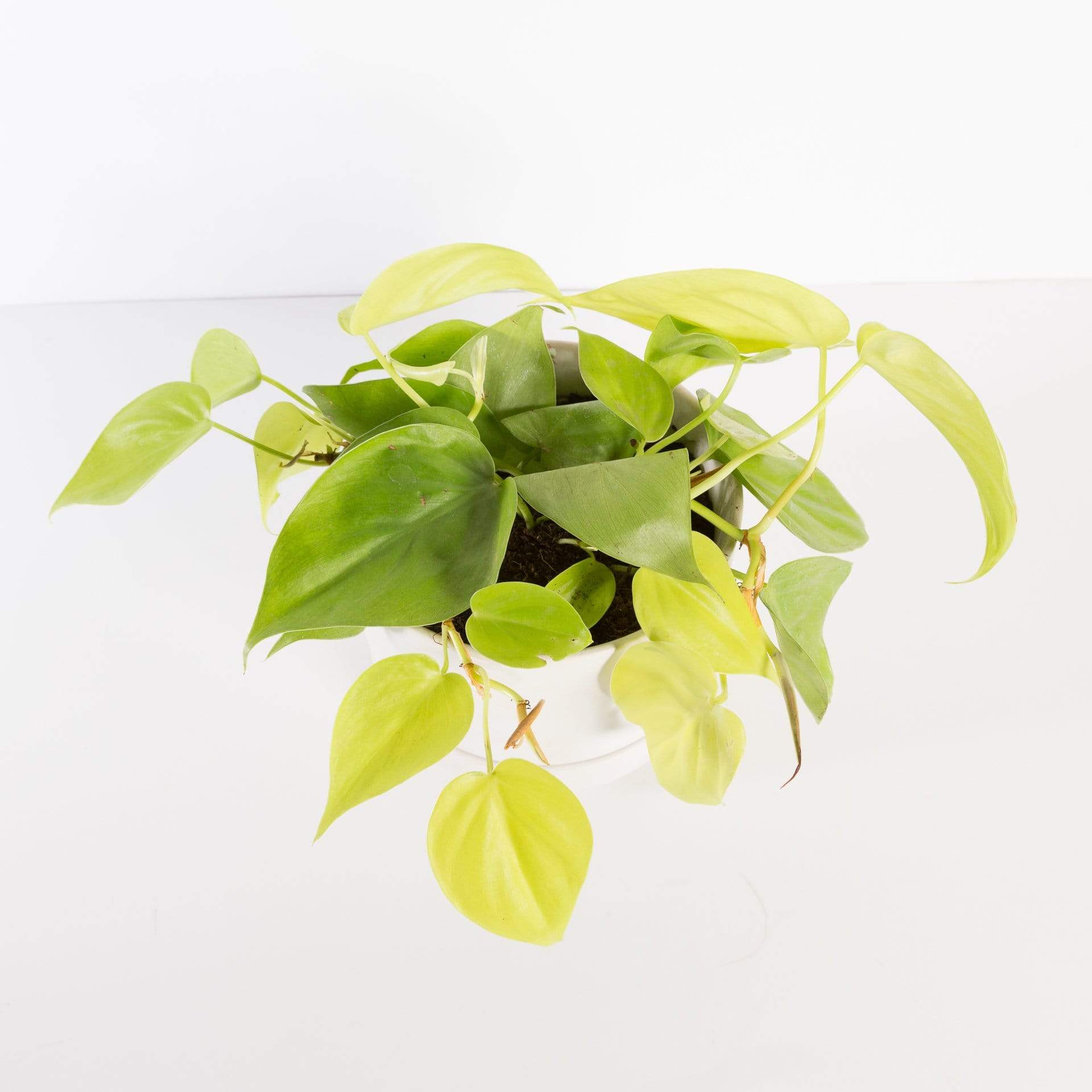 lime pothos care Pothos 'Lemon Lime' 6"