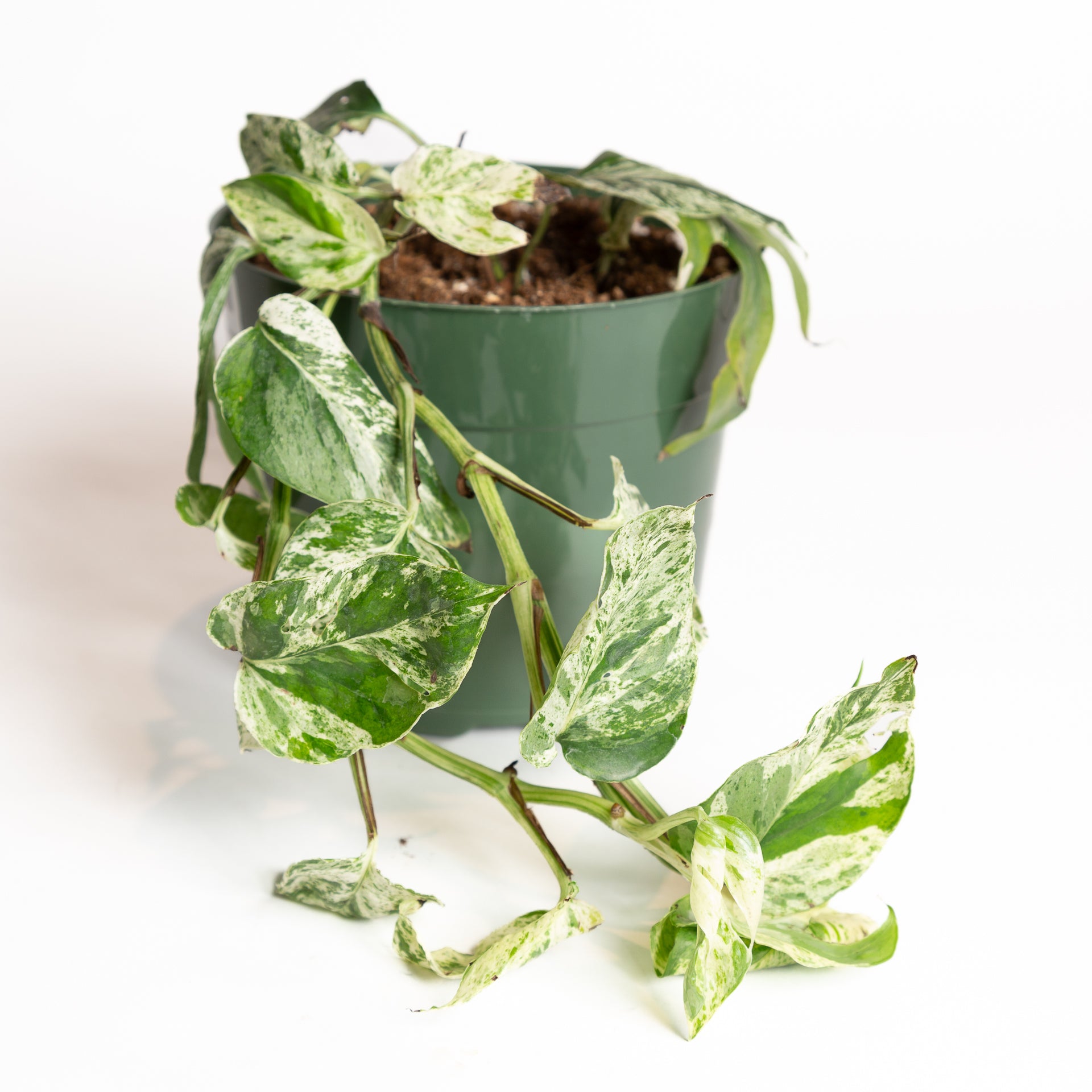 variegated marble pothos Pothos 'Marble Variegated' 6" – Urban Sprouts