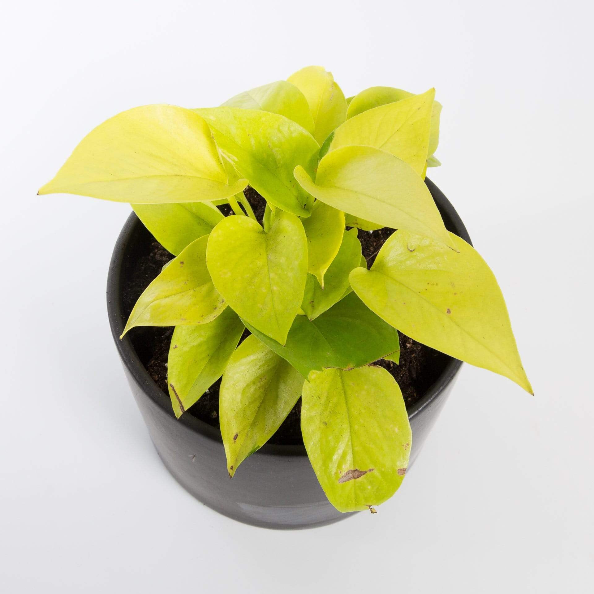golden pothos vs neon pothos Pothos 'Neon'