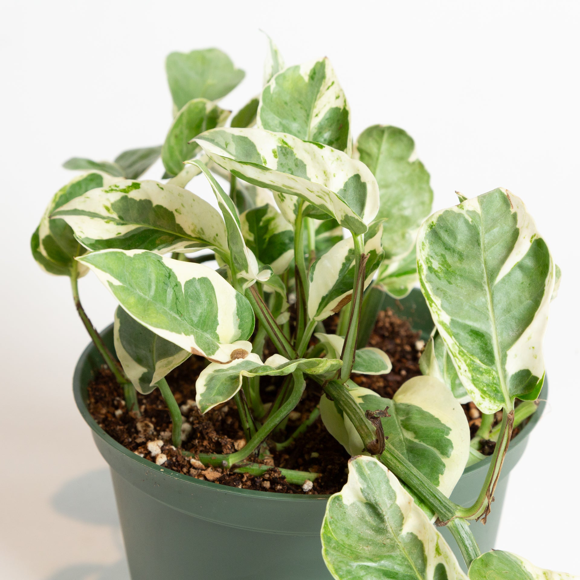 Pothos 'Pearl Jade' 6