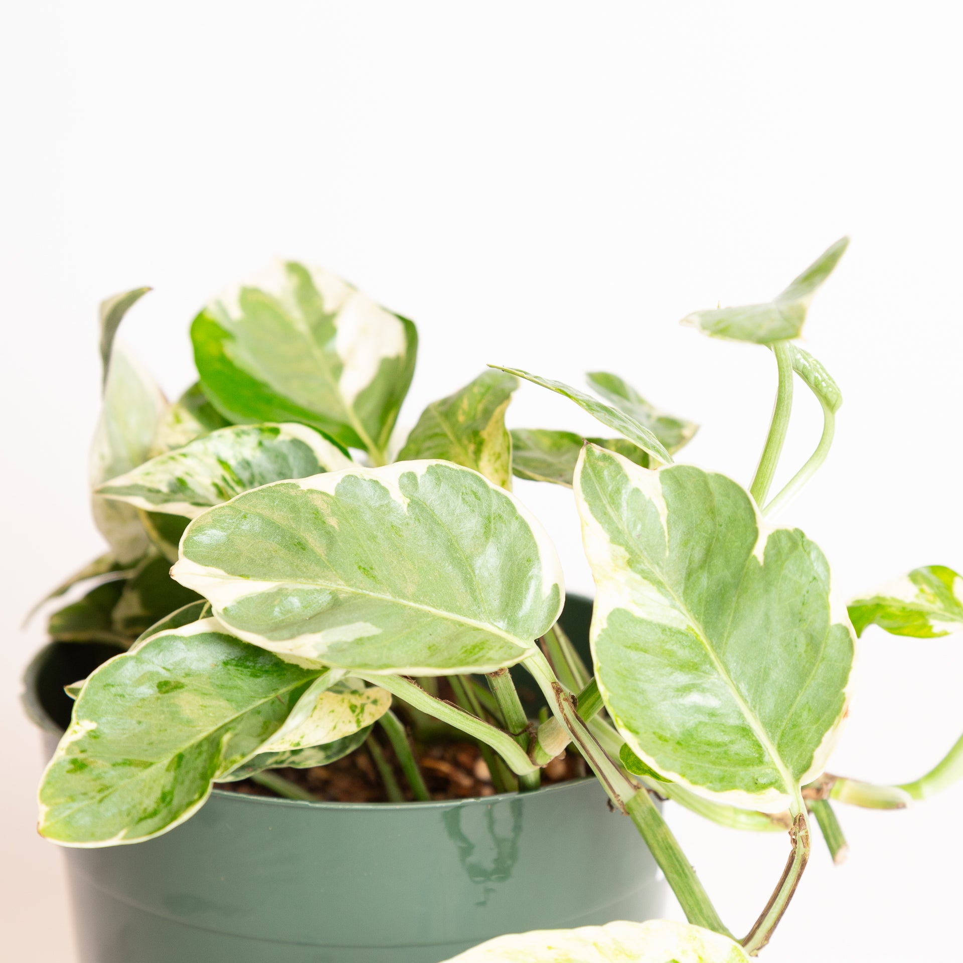 pearls and jade pothos watering Pothos 'Pearls and Jade' 4"