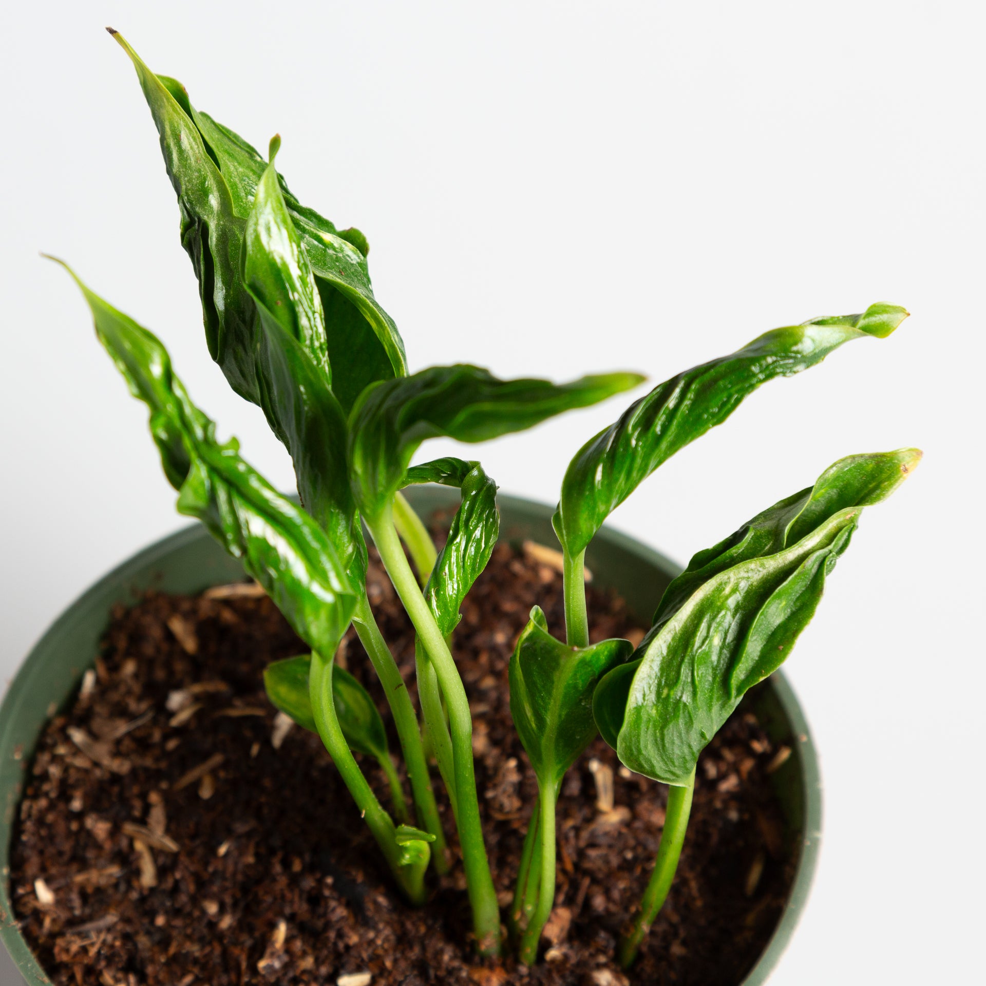 sleeping pothos Pothos 'Sleeping' 4"