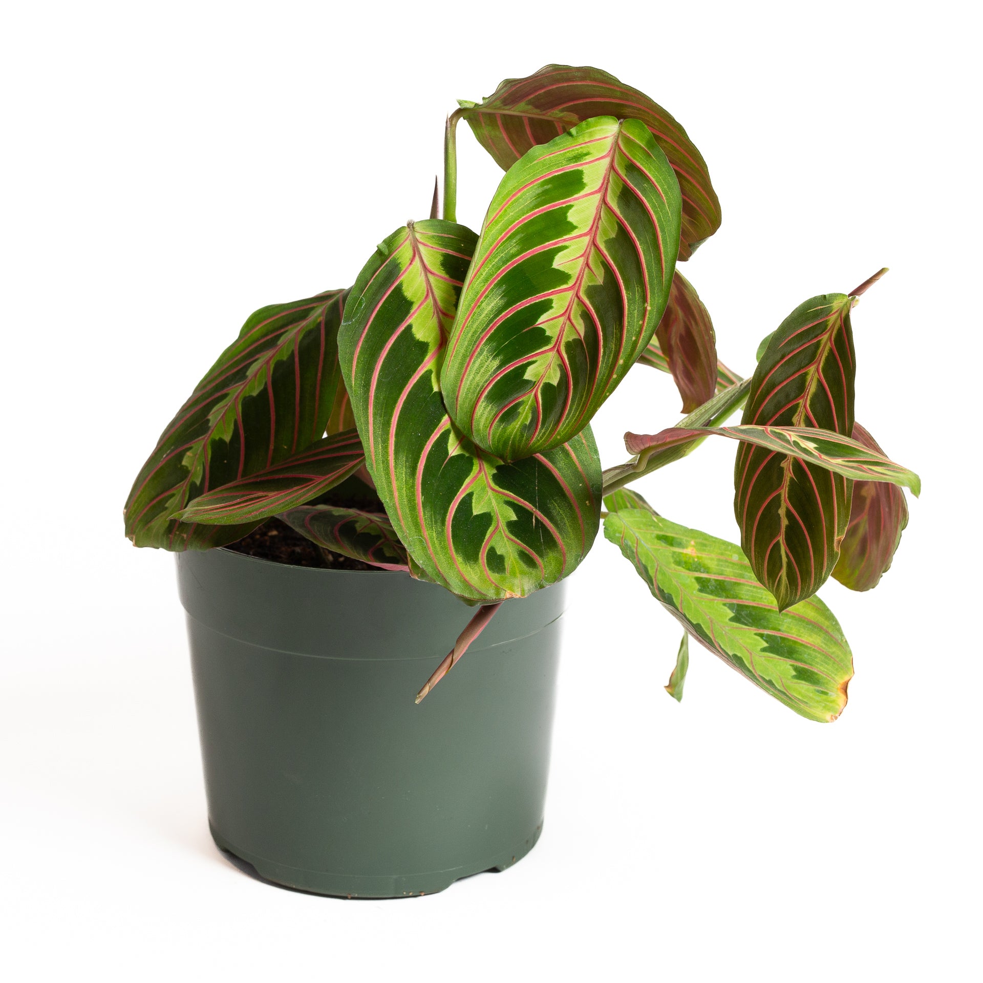 buy red prayer plant Prayer Plant 'Red Veined' 6"
