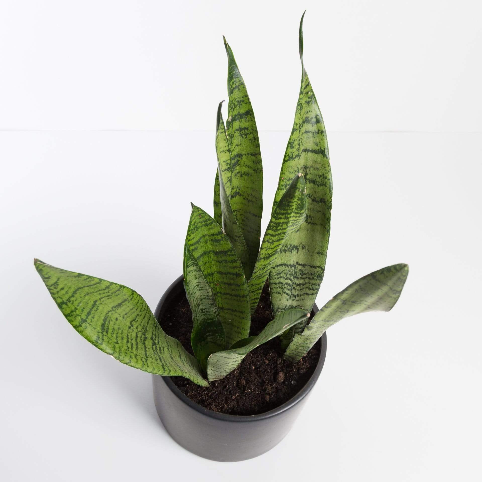 Snake Plant 'Black Coral' 6