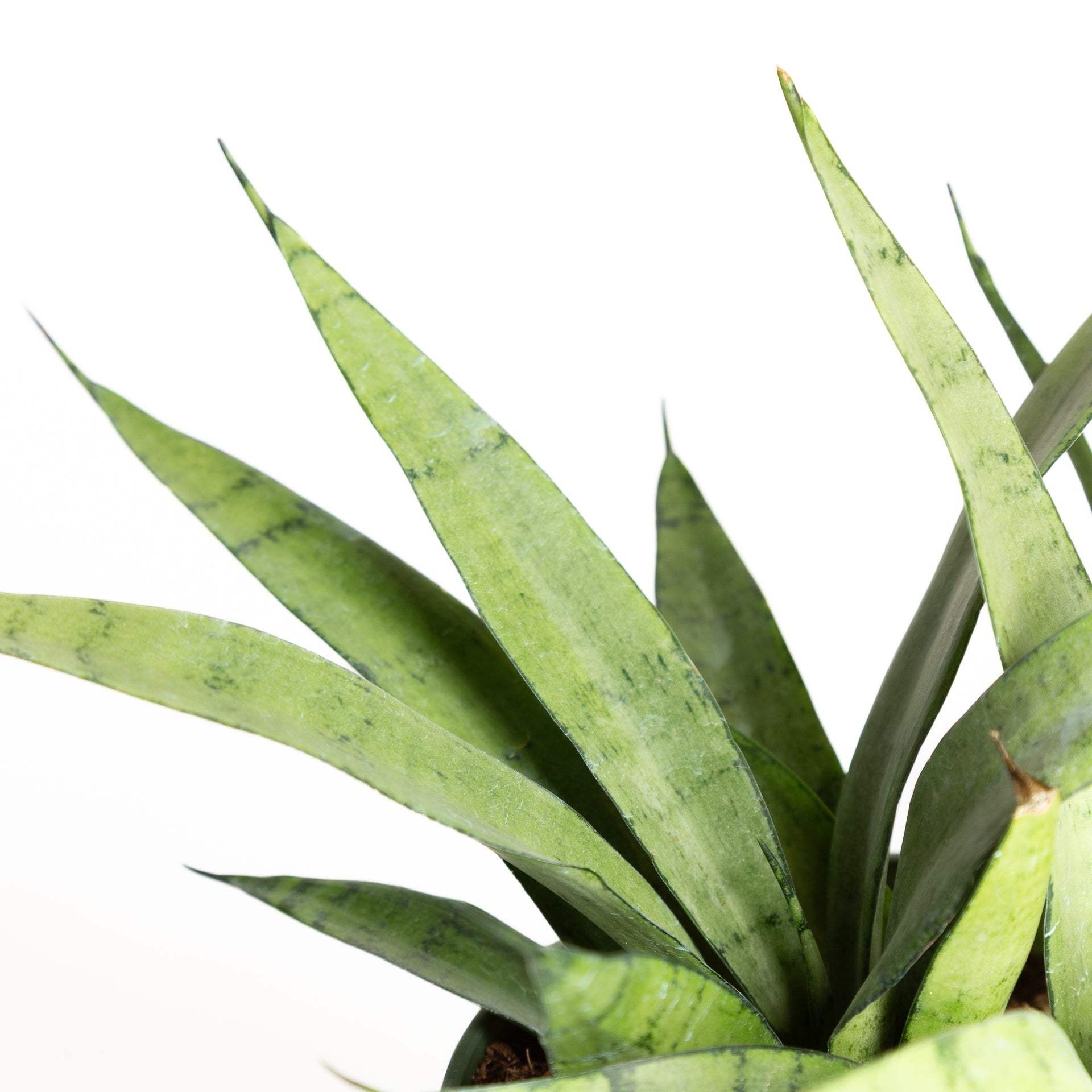 Snake Plant 'Silver Streak' 6" - Urban Sprouts