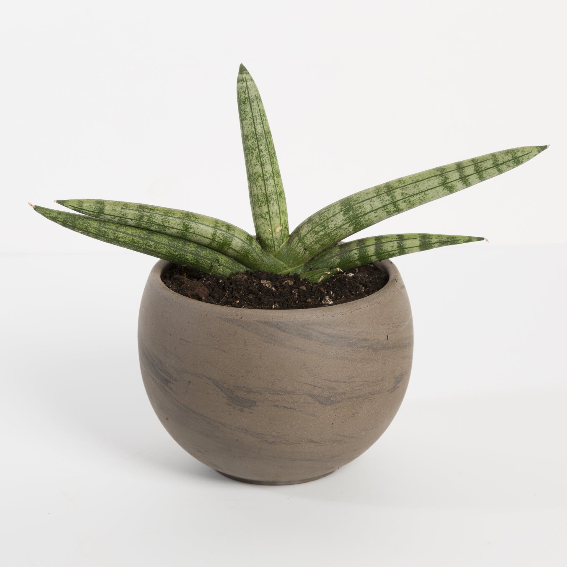 Snake Plant 'Starfish' 6