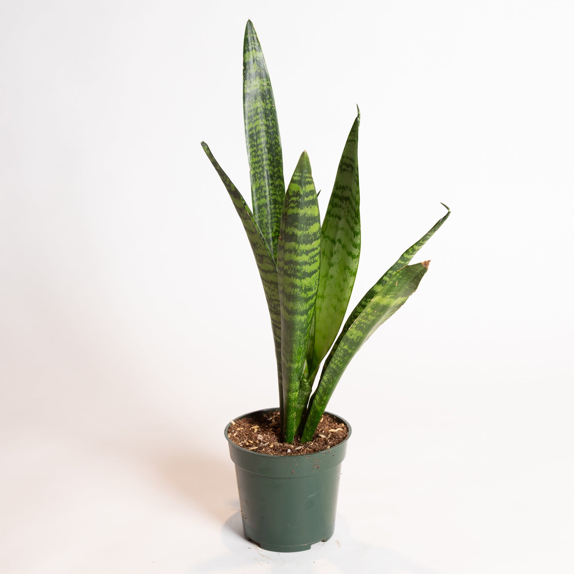 Snake Plant 'Zeylanica' 4"  Urban Sprouts