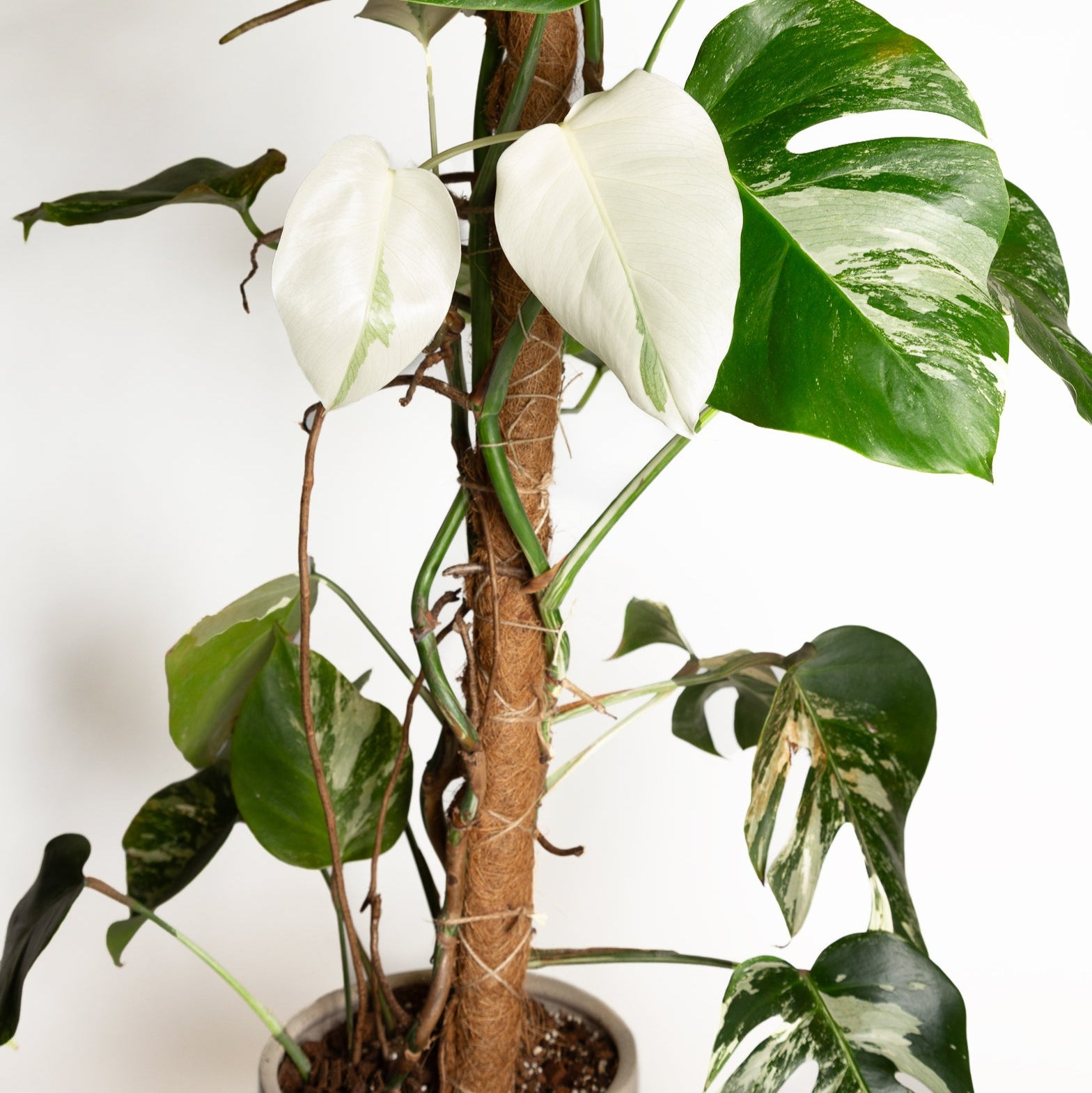Triple Layer Moss Pole – Urban Sprouts