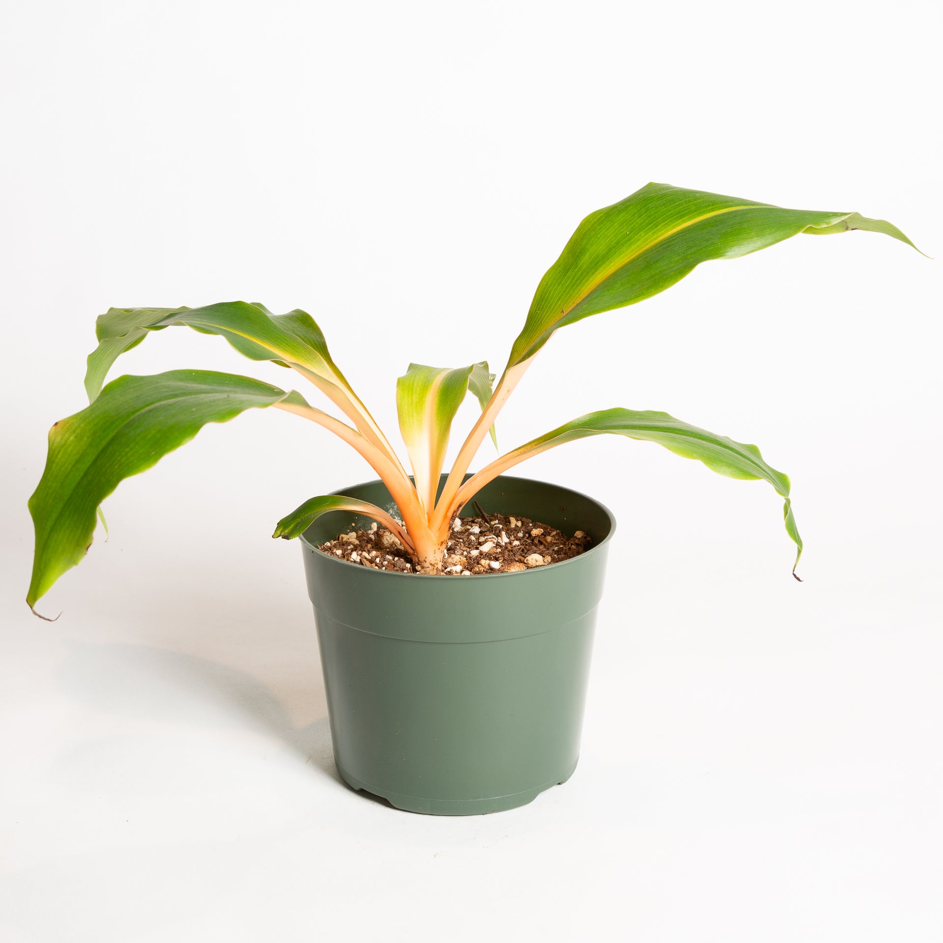 type of pot for spider plant Spider Plant 'Fireflash' 6"