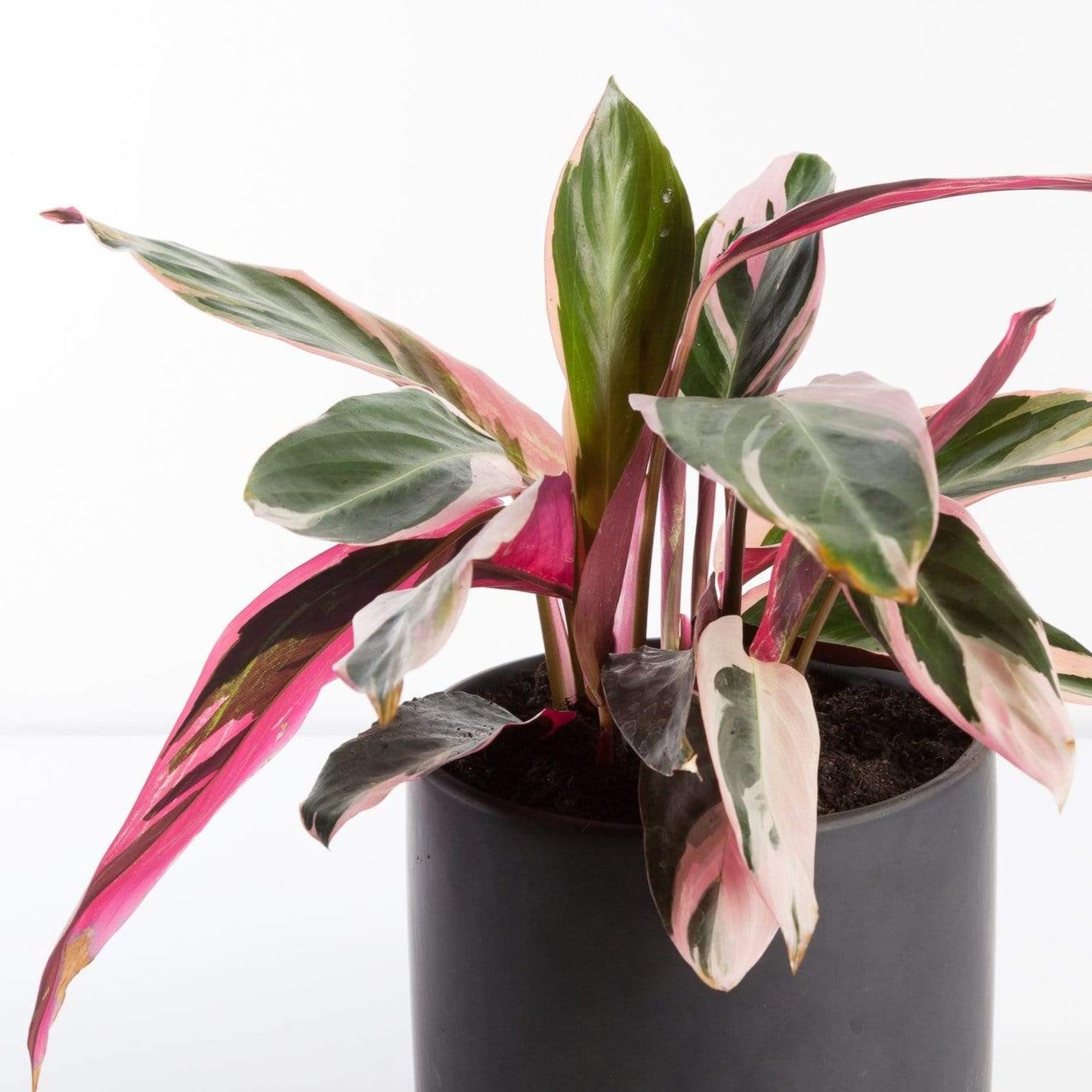 Urban Sprouts Plant Stromanthe 'Triostar'