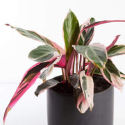 Urban Sprouts Plant Stromanthe 'Triostar'