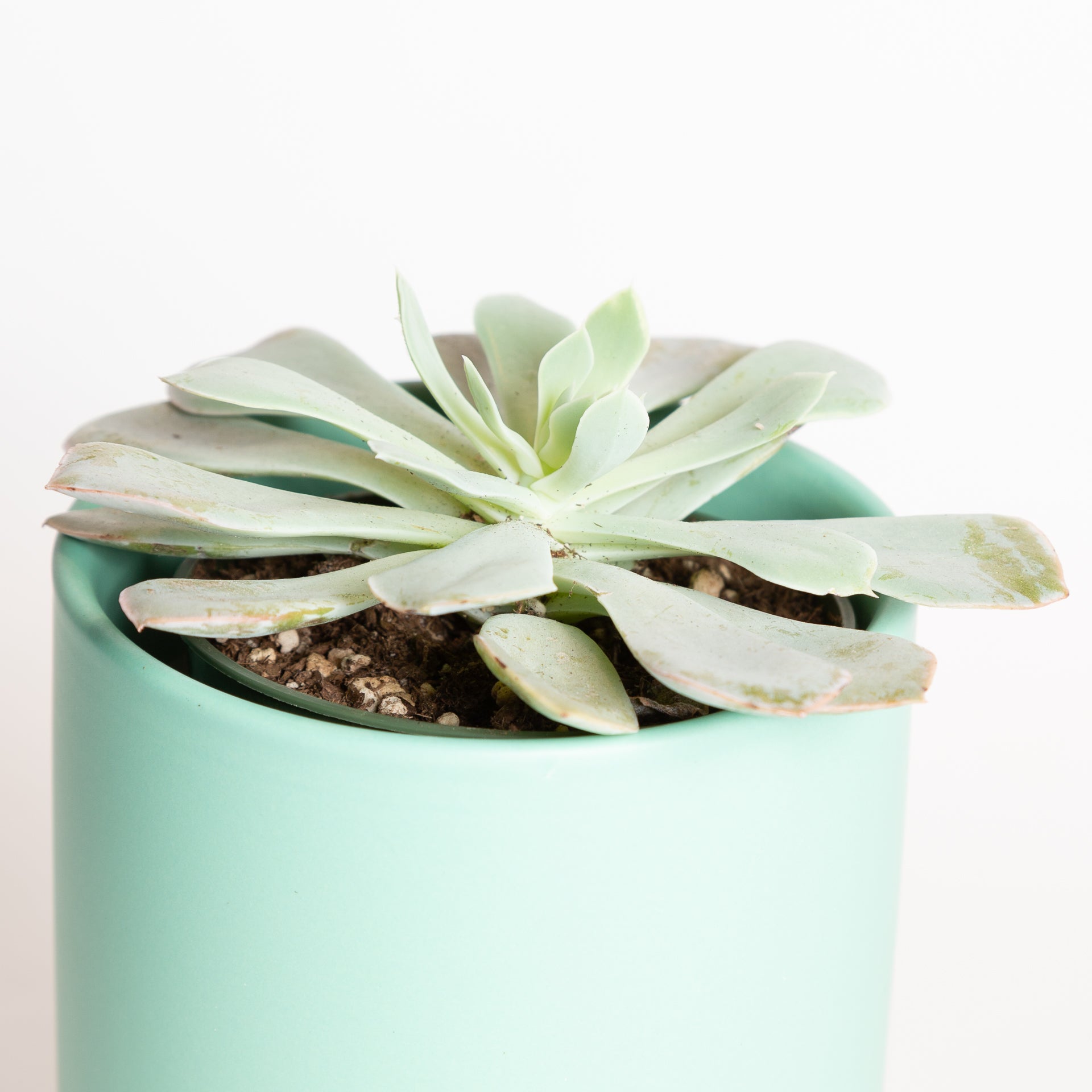 blue sky succulent Succulent 'Echeveria