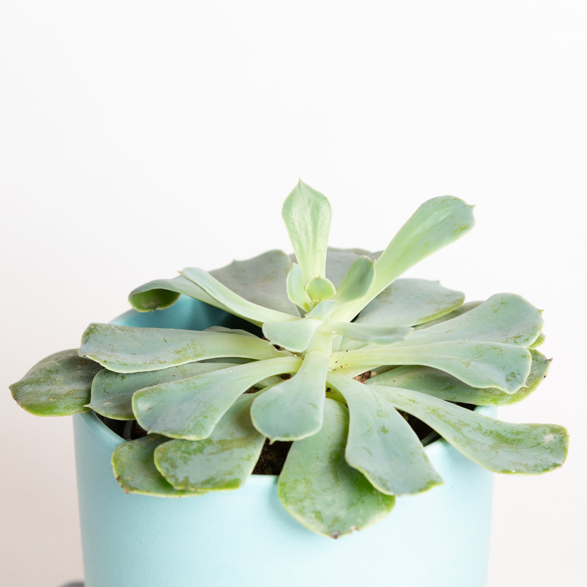 echeveria pearl succulent Succulent 'Echeveria