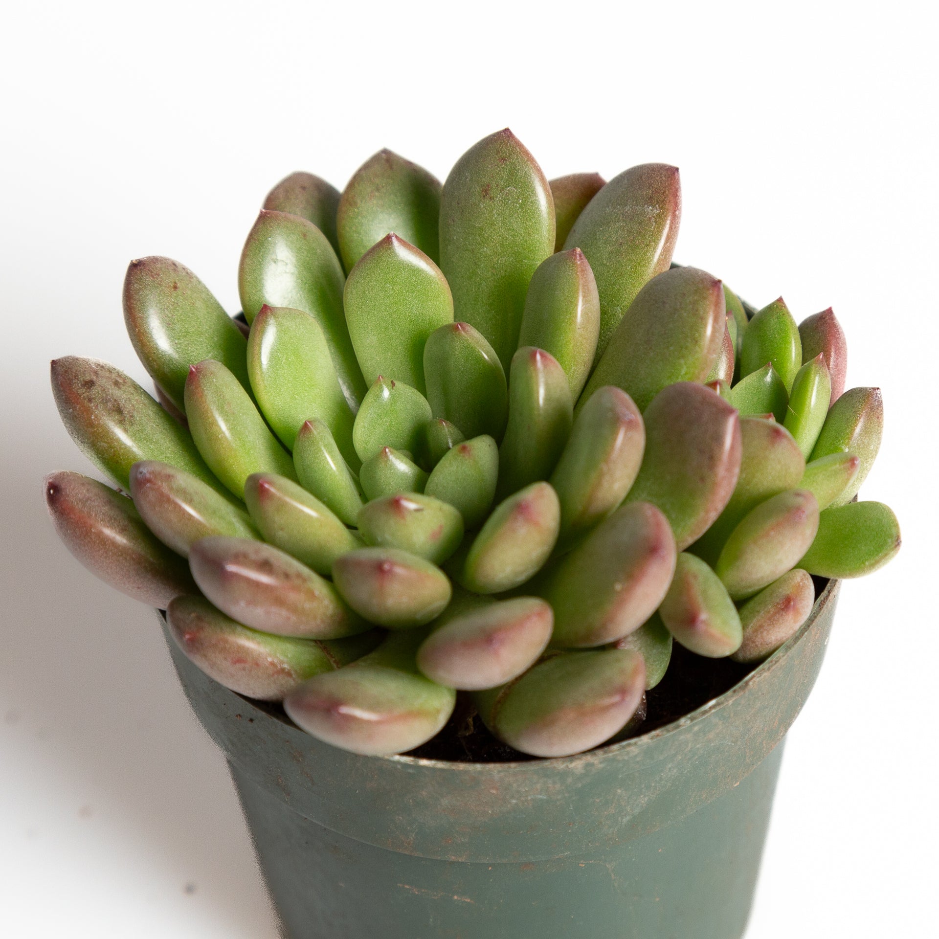 bashful succulent Succulent 'Graptoveria