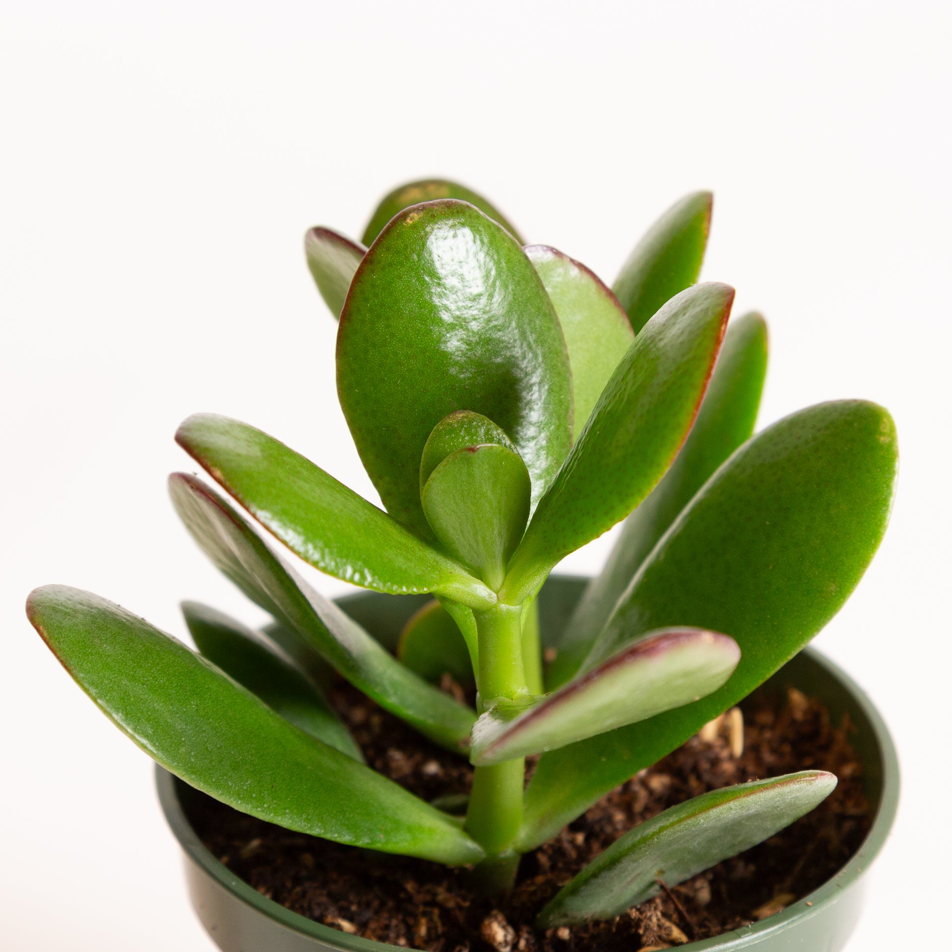 jade point succulents Succulent Jade 'Crosby' 4"