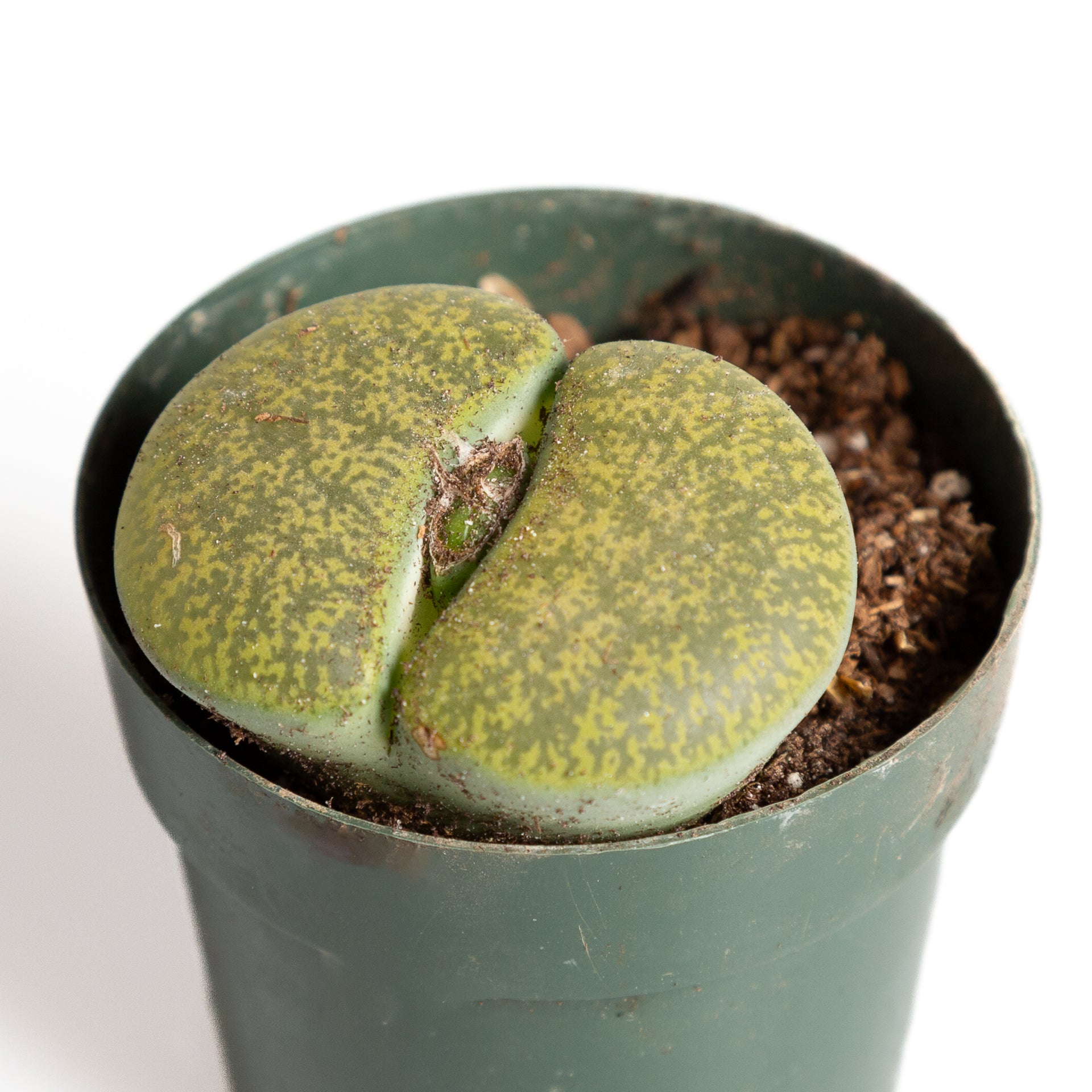 Succulent 'Living Stone' 2.5" - Urban Sprouts