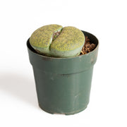 Succulent 'Living Stone' 2.5" - Urban Sprouts