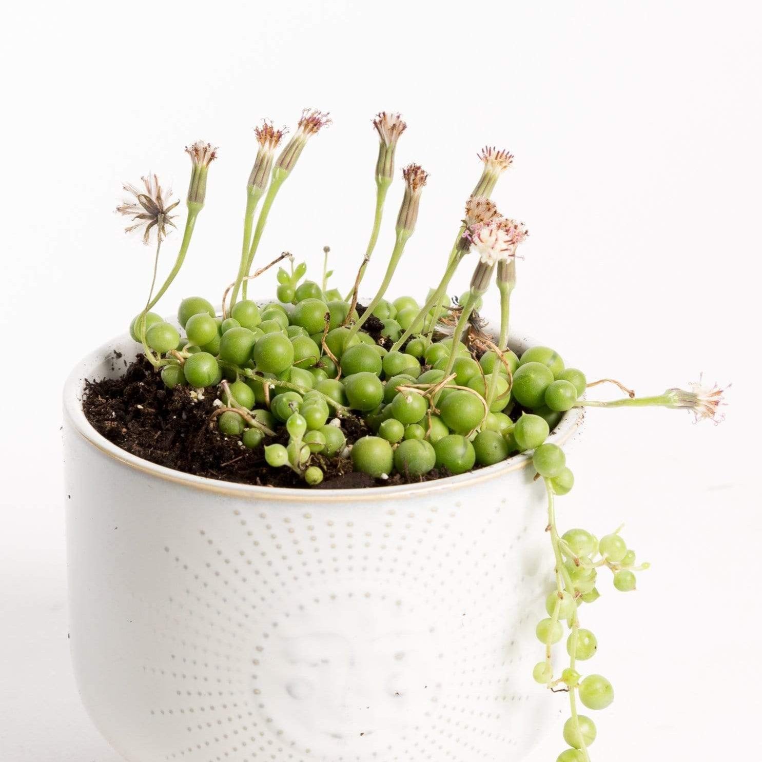 succulent sprouting Succulent 'String Of Pearls' 4" – Urban Sprouts