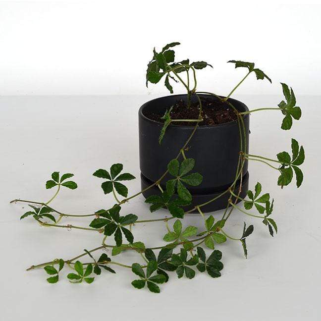 creeper house plants Sugar Vine