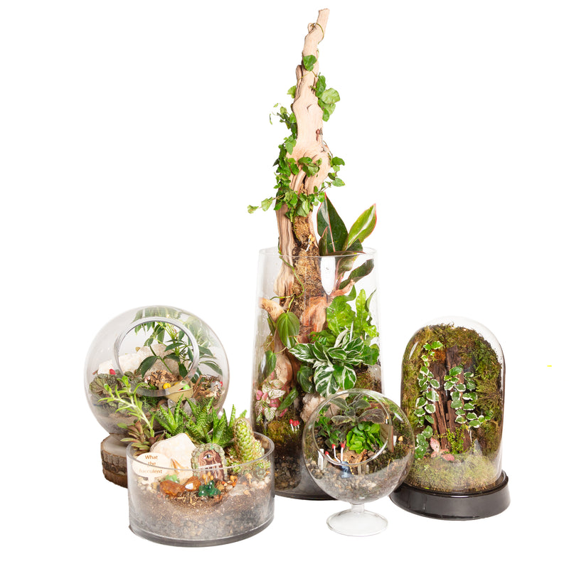 12/19 @ 6:00 Beginner Terrarium Workshop