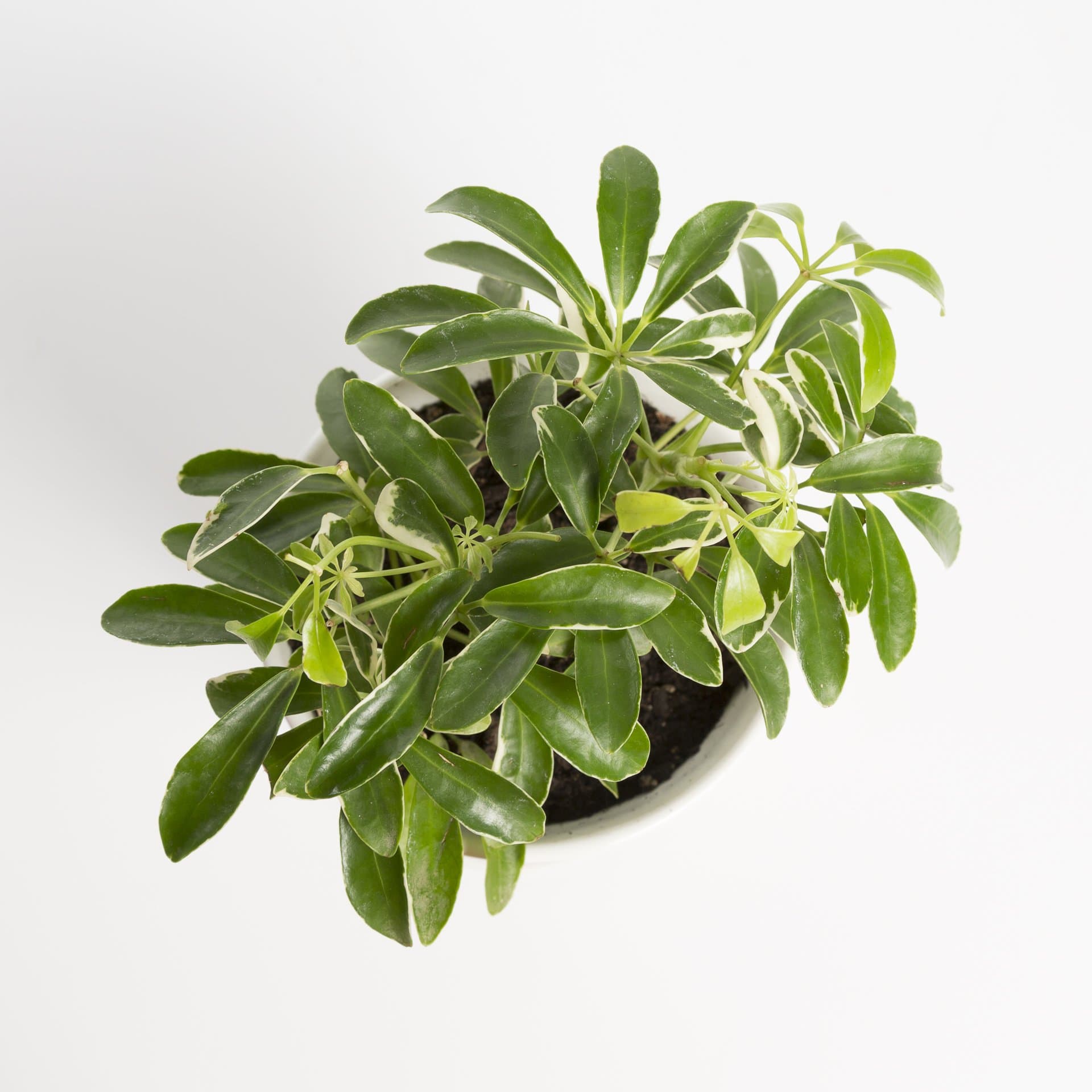 Urban Sprouts Plant Umbrella Plant 'Dwarf'