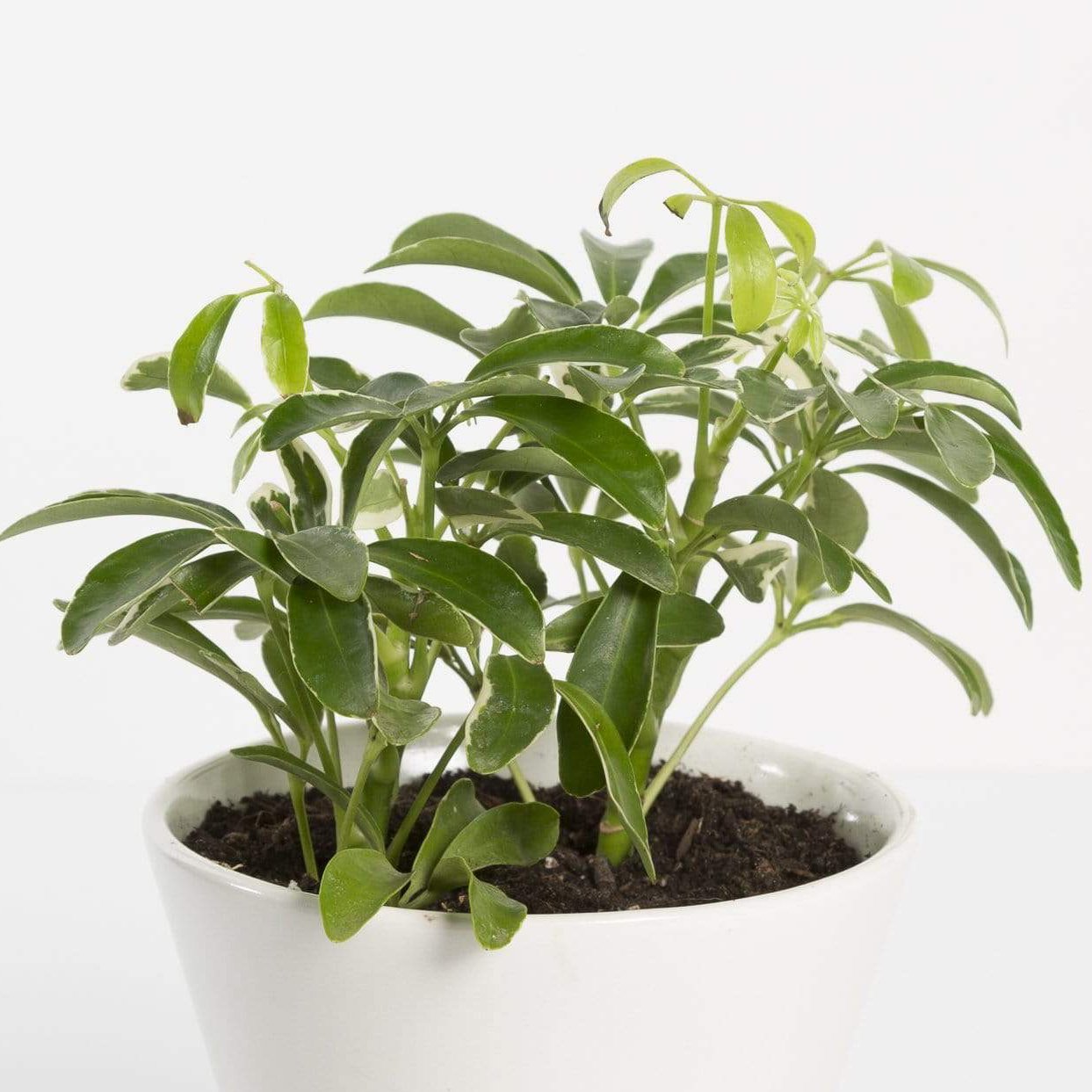 Urban Sprouts Plant Umbrella Plant 'Dwarf'