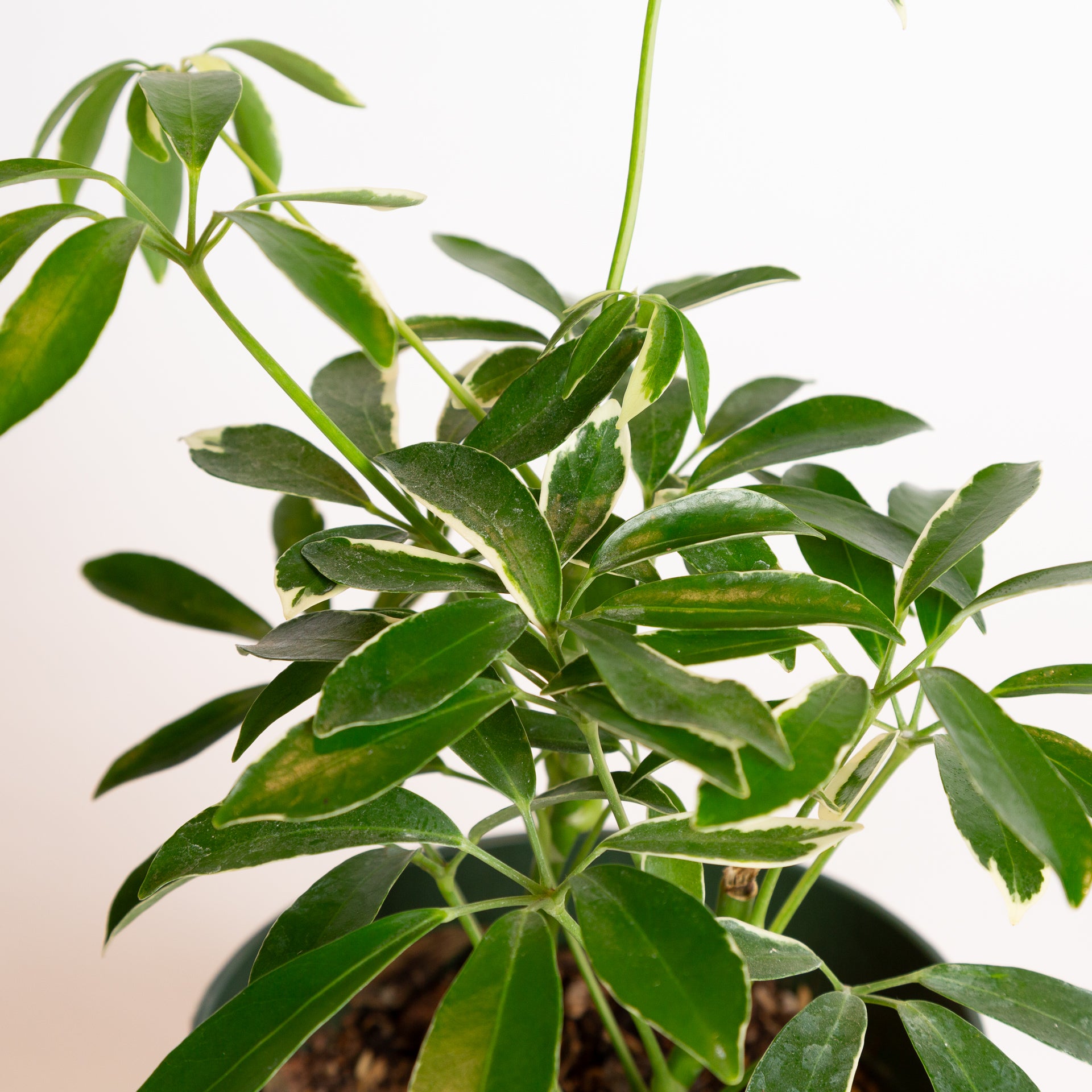 schefflera arboricola janine Umbrella Plant 'Janine' 6"