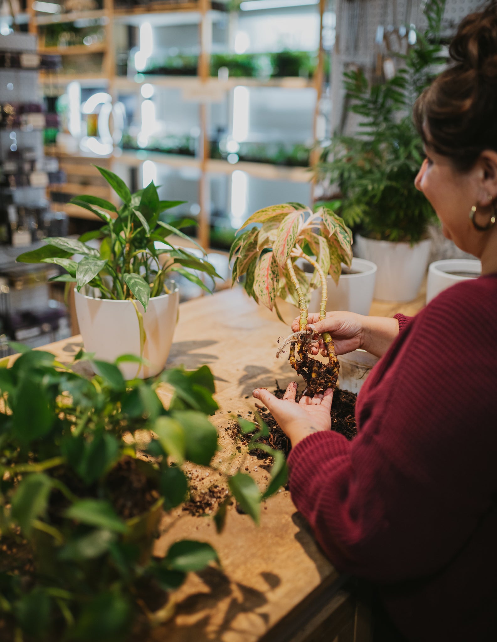 Urban Sprouts