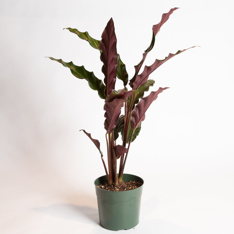 Calathea 'Velvet' 6" - Urban Sprouts