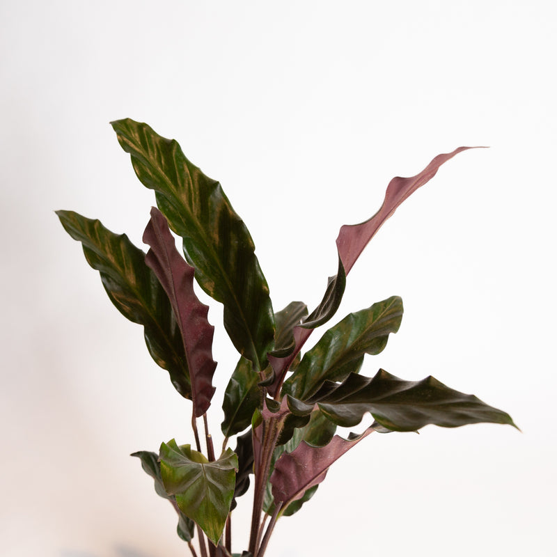 Calathea 'Velvet' 6" - Urban Sprouts