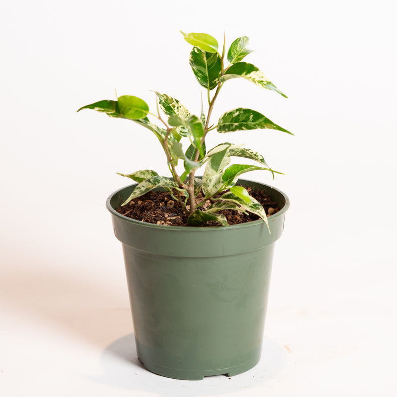 Ficus ' Weeping Fig - El Dorado' 4" - Urban Sprouts