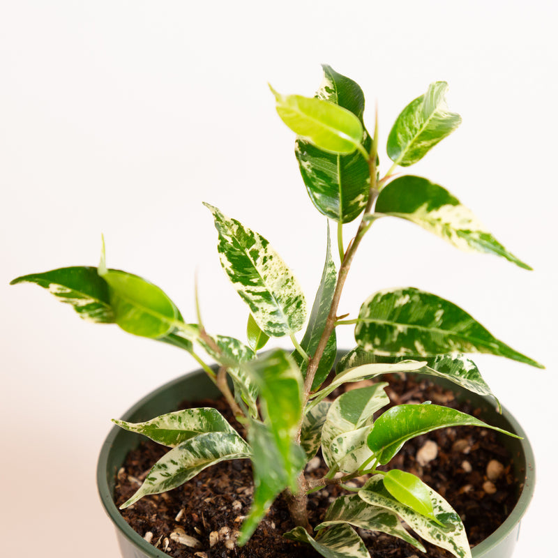 Ficus ' Weeping Fig - El Dorado' 4" - Urban Sprouts