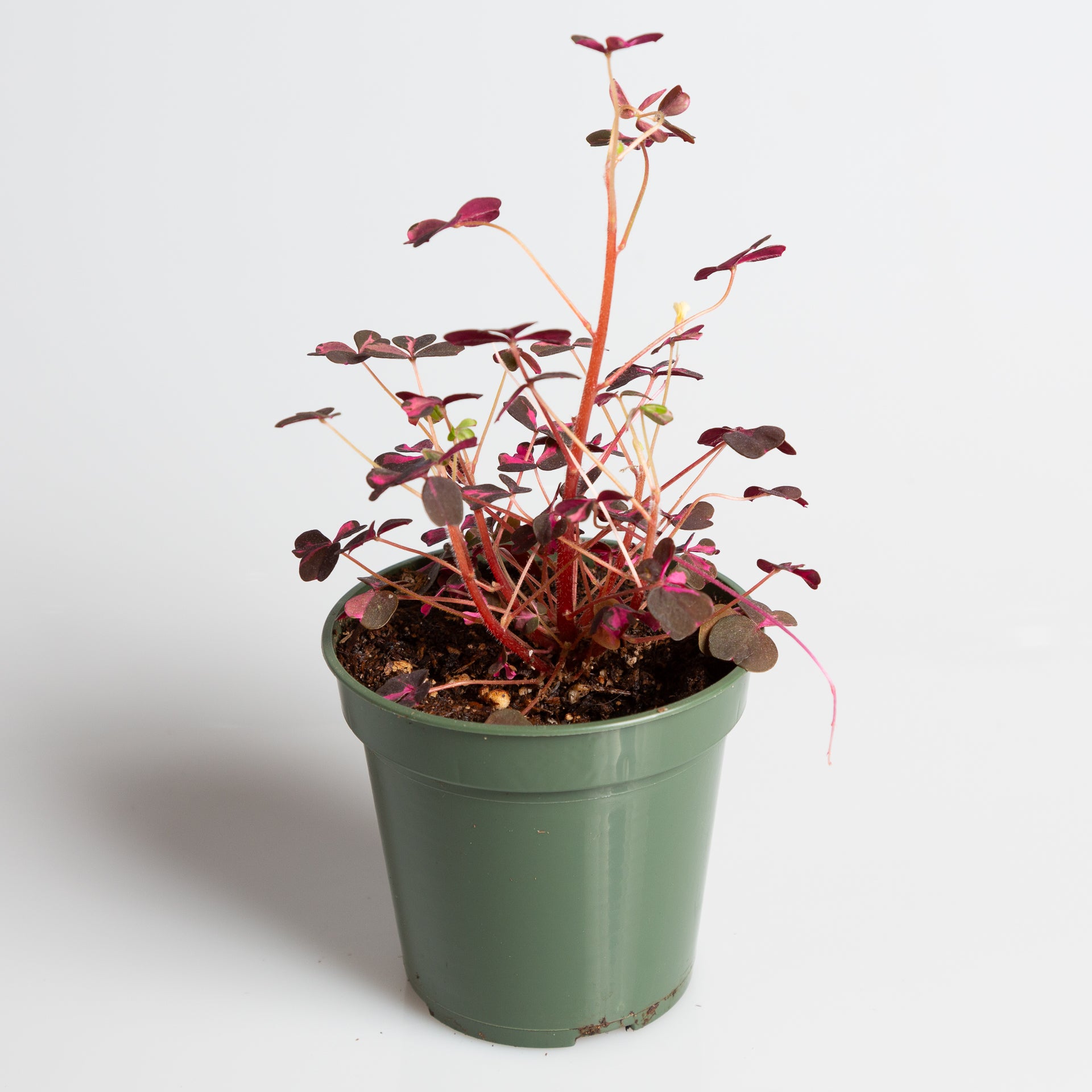 Wood Sorrel 'Plum Crazy' 4" - Urban Sprouts