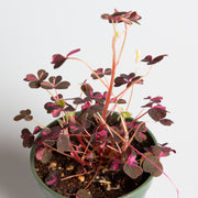 Wood Sorrel 'Plum Crazy' 4" - Urban Sprouts