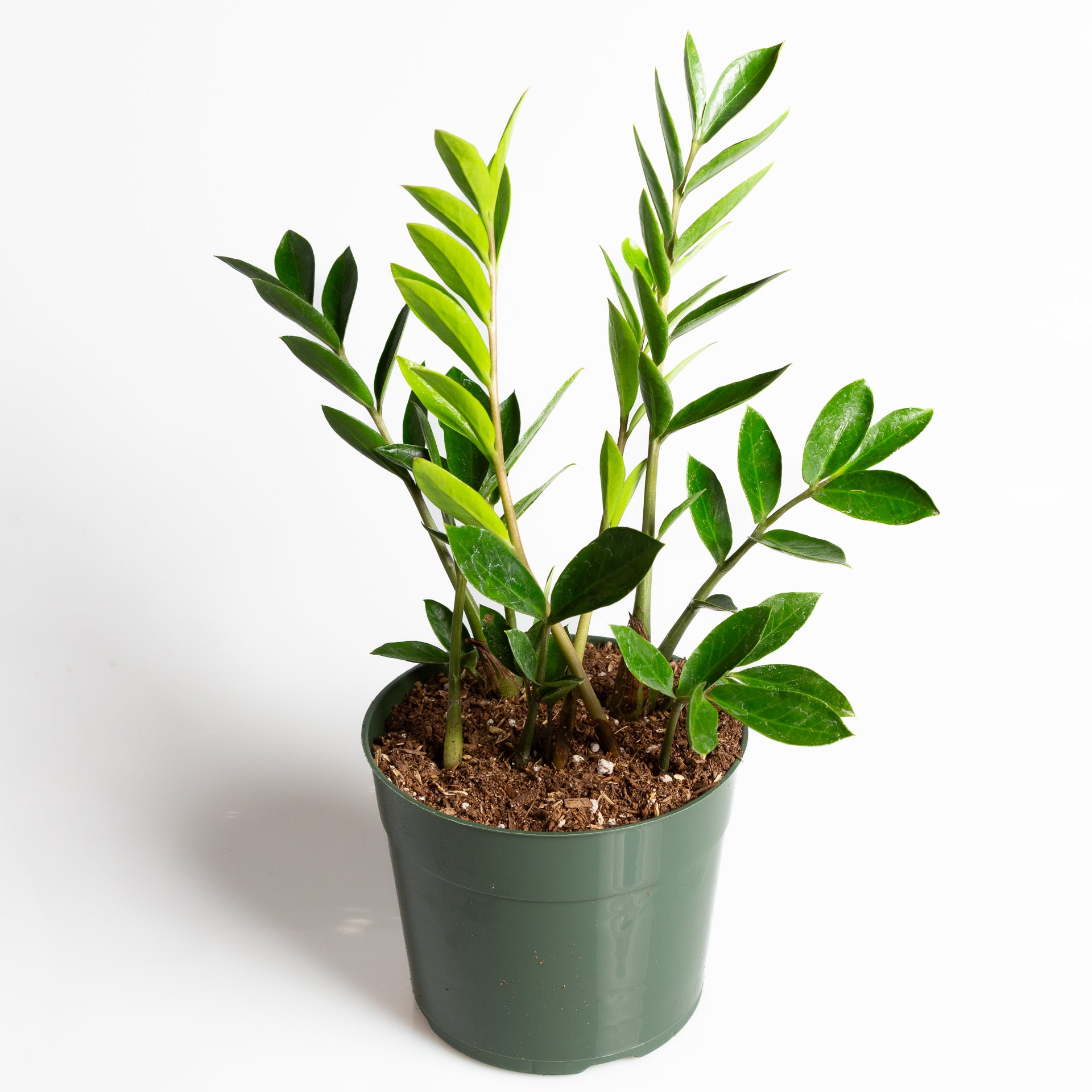 ZZ Plant 'Compact' 6" - Urban Sprouts