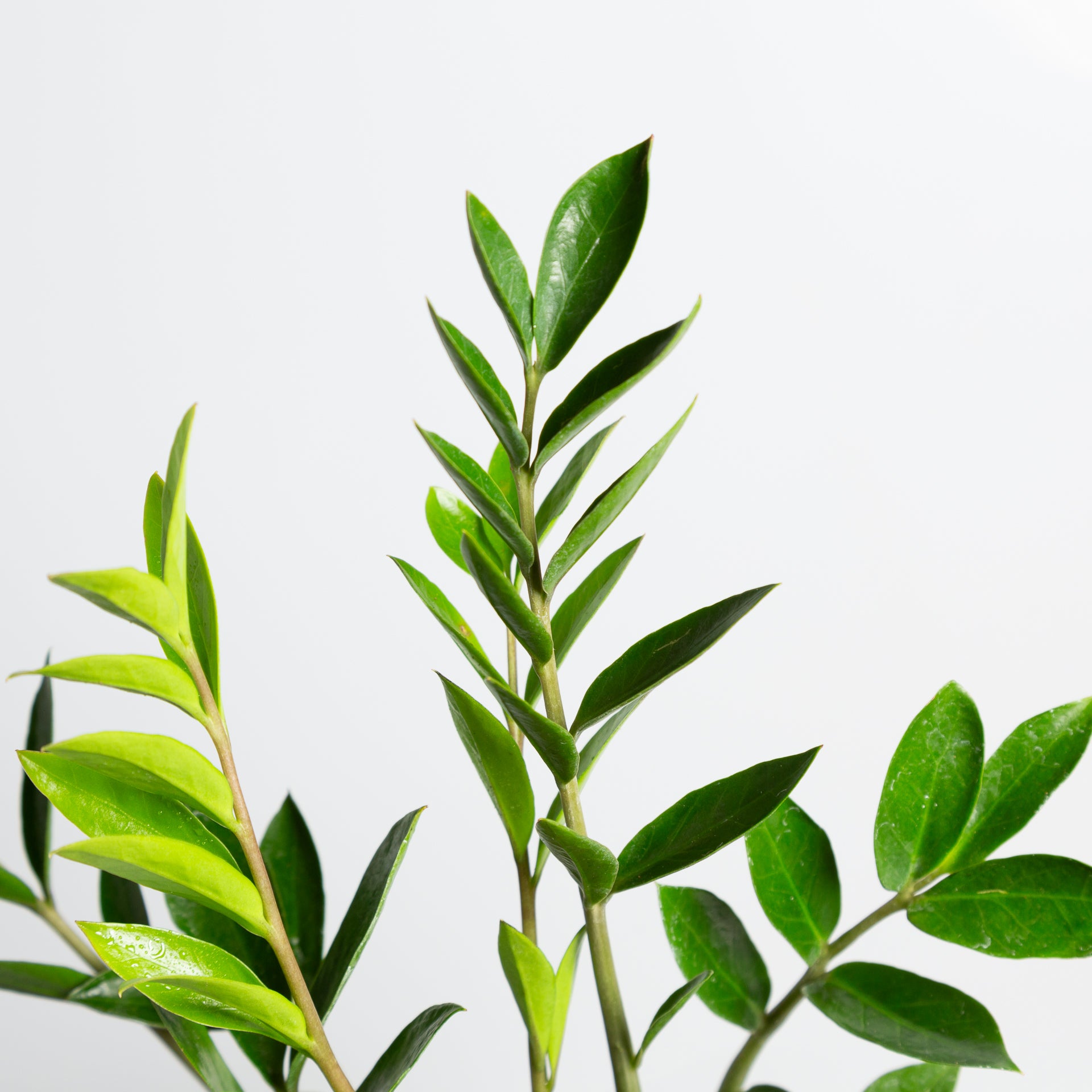 ZZ Plant