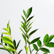 ZZ Plant 'Compact' 6" - Urban Sprouts