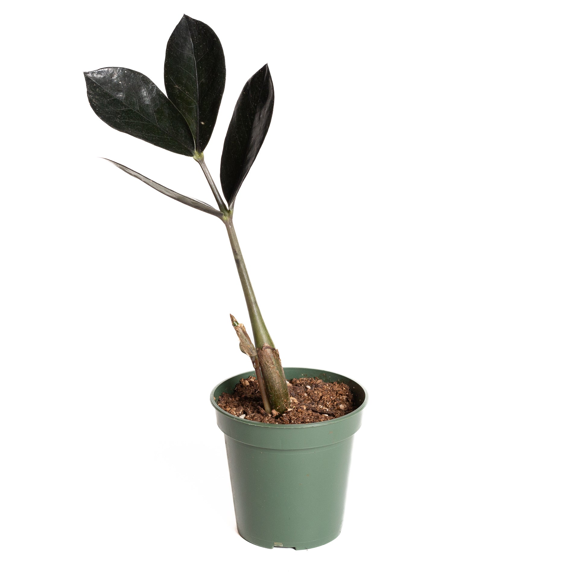 oscura zz plant ZZ Plant 'Raven' 4"