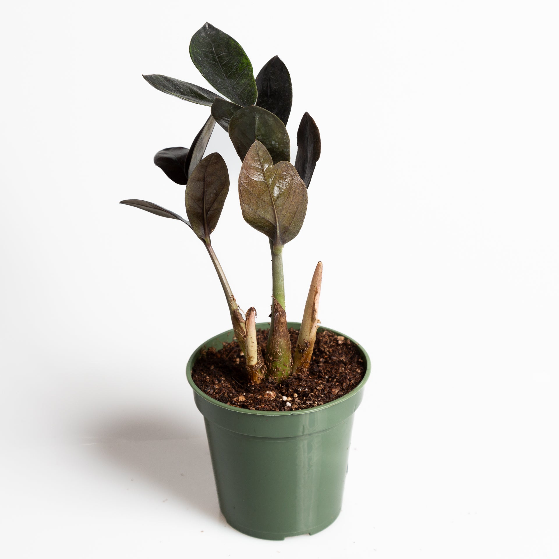 ZZ Plant 'Raven' 4" - Urban Sprouts