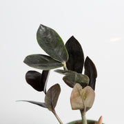 ZZ Plant 'Raven' 4" - Urban Sprouts