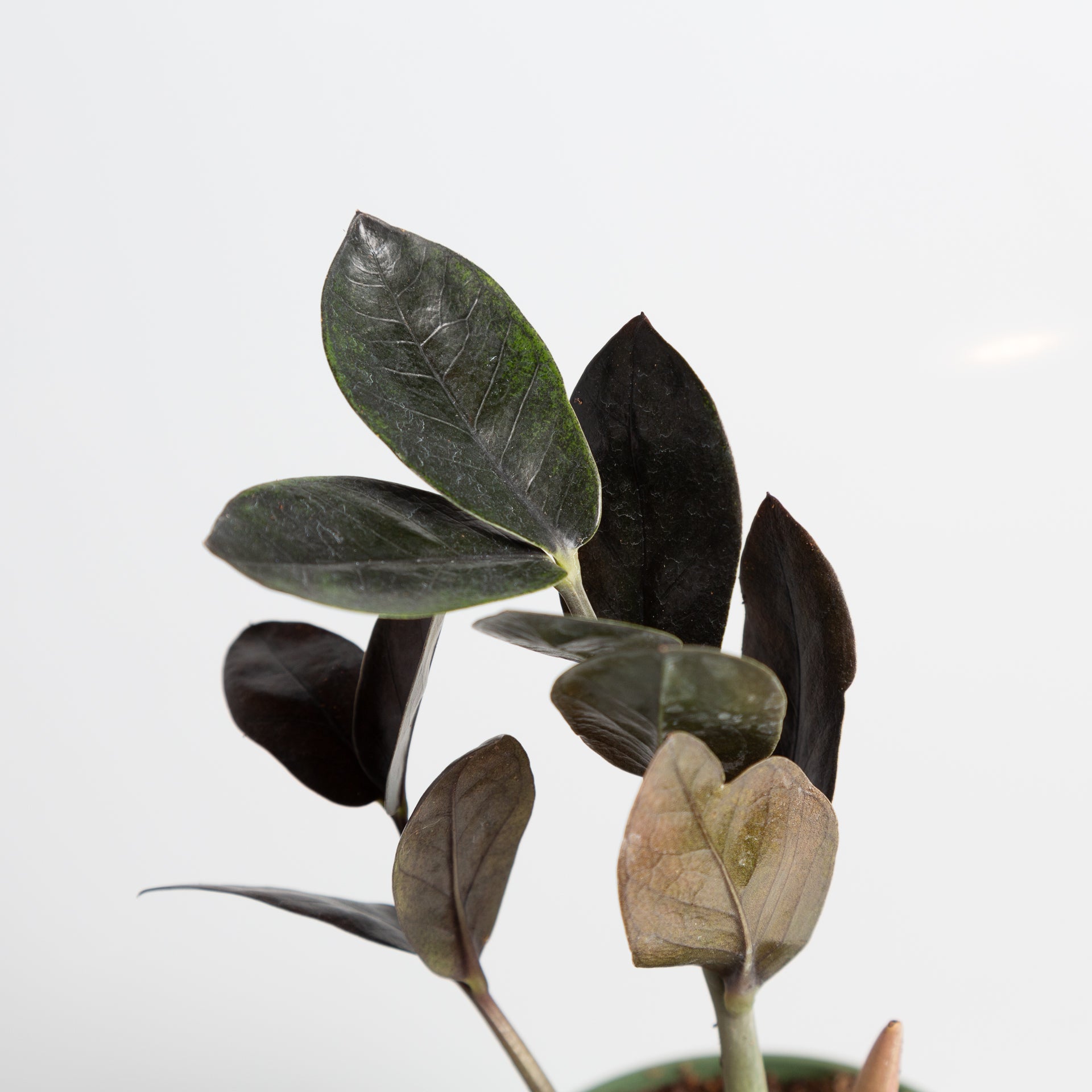 ZZ Plant 'Raven' 4" - Urban Sprouts