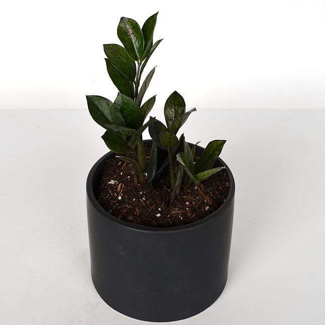 Urban Sprouts Rare Plant ZZ Plant 'Raven'