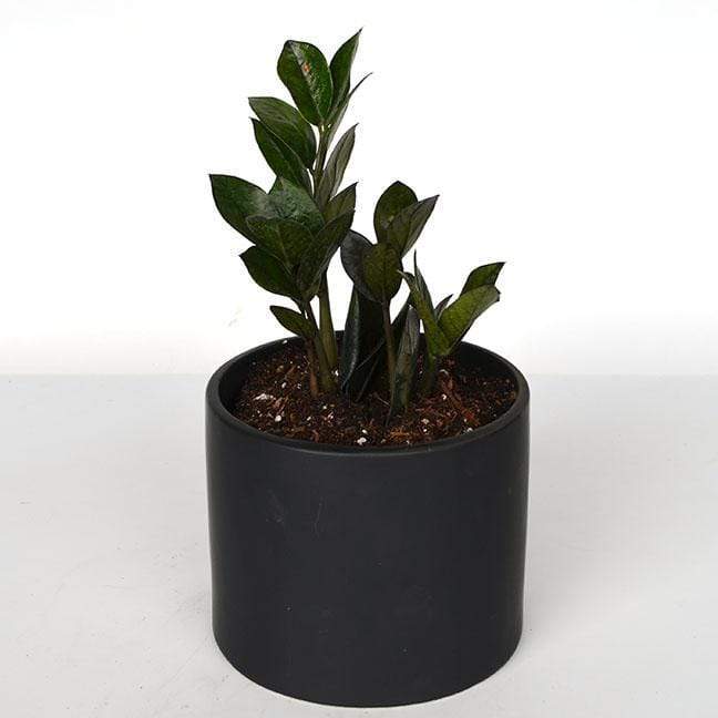 Urban Sprouts Rare Plant ZZ Plant 'Raven'