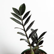 ZZ Plant 'Raven' 6" - Urban Sprouts