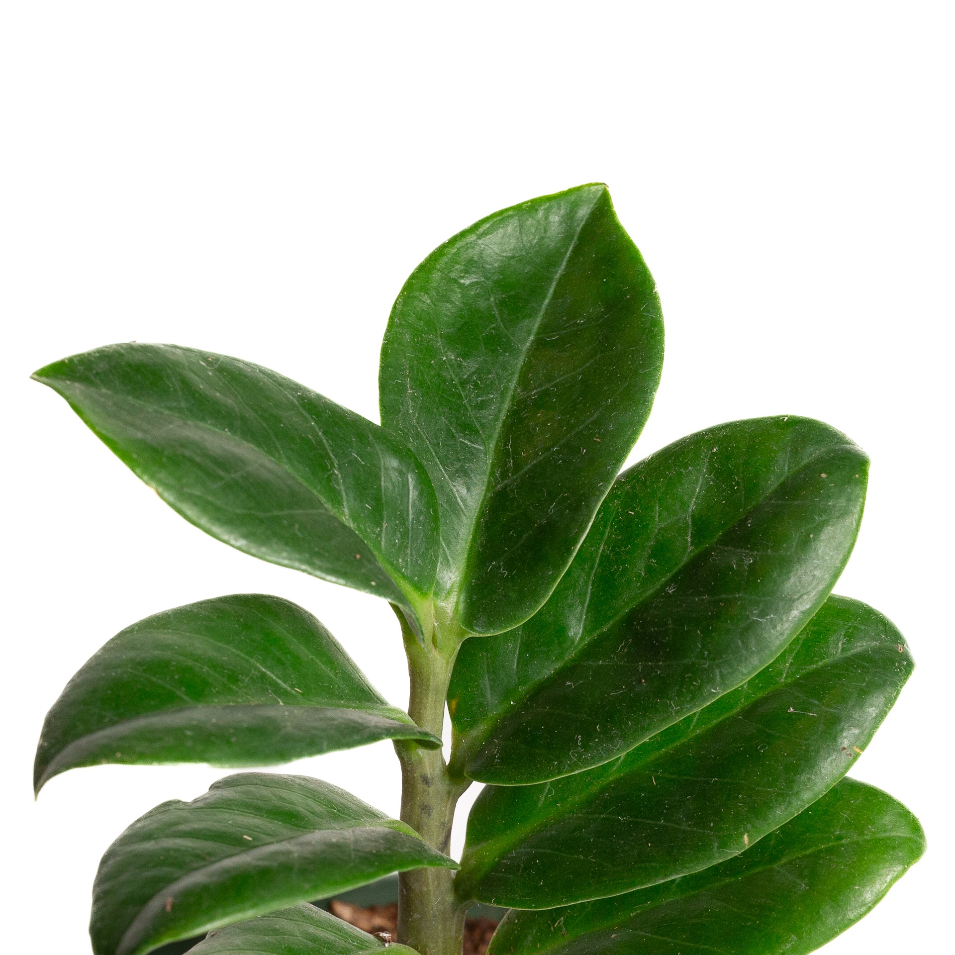 ZZ Plant 'Zenzi' 4" - Urban Sprouts